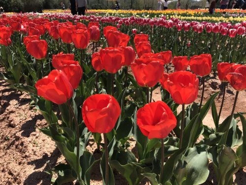 見ごろにはもう少しですが、それでも美しい！　　　　世羅高原農場