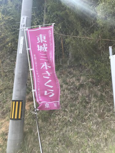 東城の三本桜　その１　森湯谷のエドヒガン