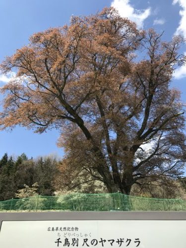 東城の三本桜　その２　千鳥別尺のヤマザクラ