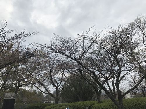 桜の開花宣言、、、でてました！(;´･ω･)