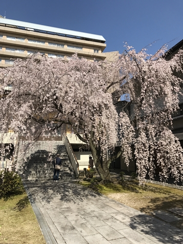 こちらは満開です！　　　　　普門寺