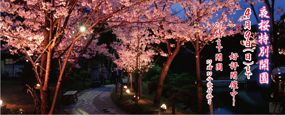 夜桜の特別開園やってますよ～！　　　　　縮景園