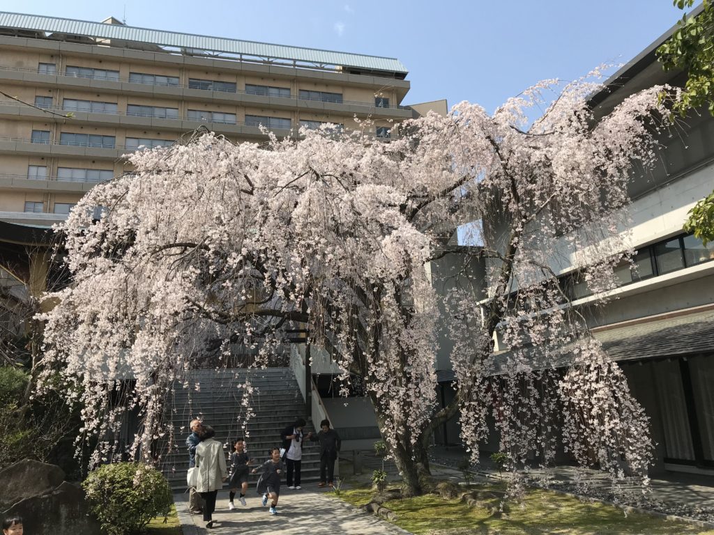 しだれ桜は満開です！超きれいです～！　　　　　普門寺