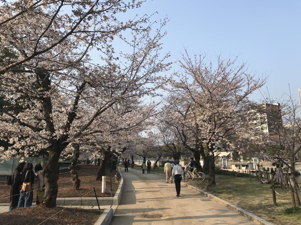 もうすぐ満開ですね！