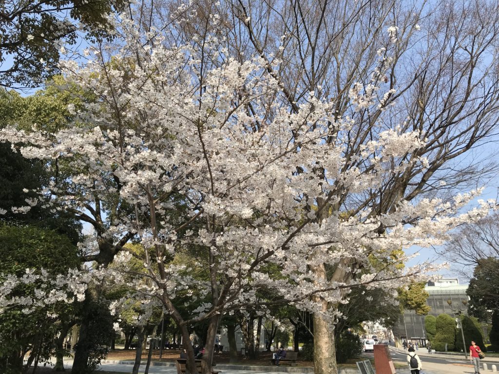 一気に開花がすすみました！