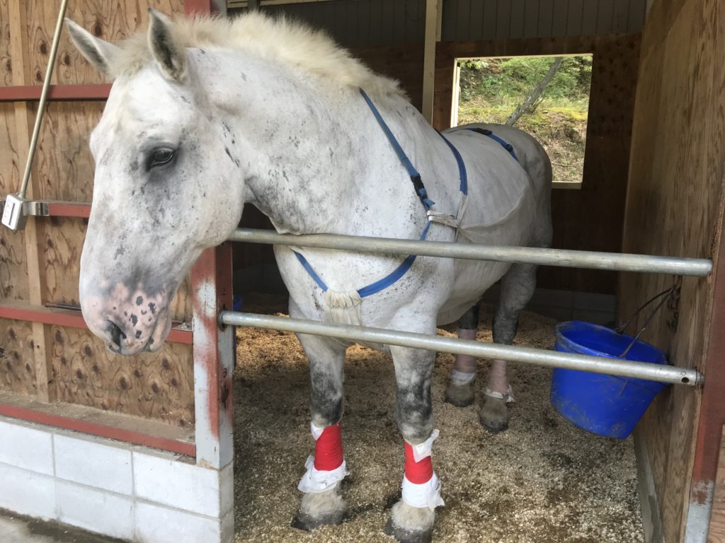 12月12日（水）と17日（木）がねらい目です！　　　　ドリーム白馬車