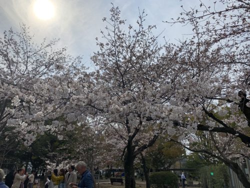 やっぱり桜は美しい！