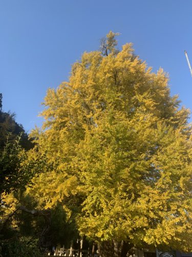 広島の紅葉といえばこちらです！　　　　　　　筒賀の大銀杏