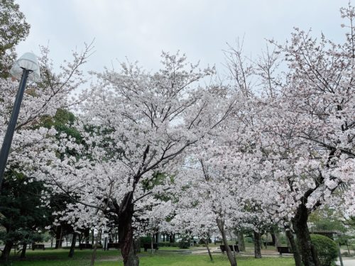 曇りですが、早くも満開の桜が！