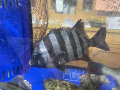 こういうお願いはここでしかできません！　　　　　さざんか