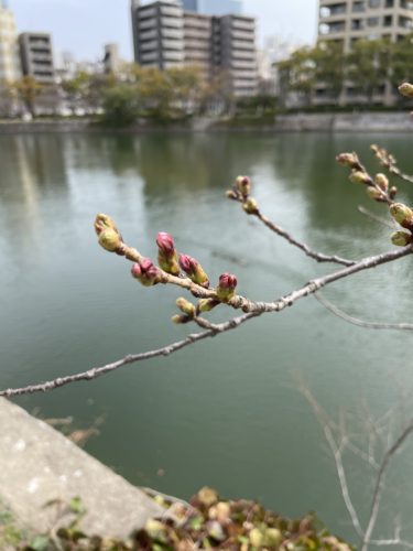 今日の平和公園の桜は、、、　　　　　平和公園