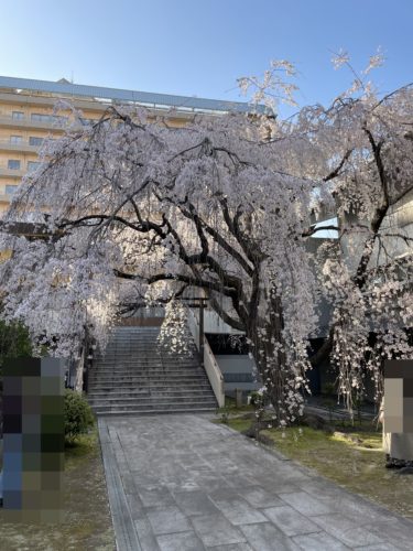 枝垂桜が満開を迎えています！　　　　普門寺