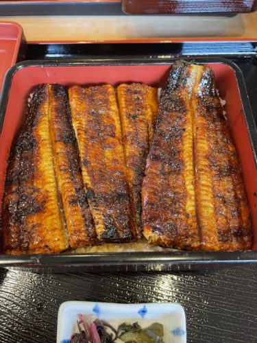 まだまだうなぎは痩せてませんよ～！　　　　若みや