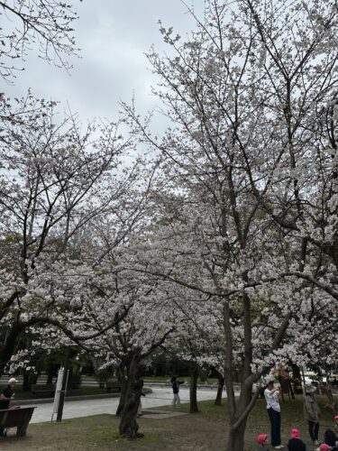 早咲きの桜はほぼ満開に！　　　　平和公園