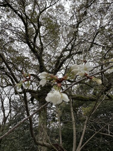広島の開花が宣言されました！　　　平和記念公園