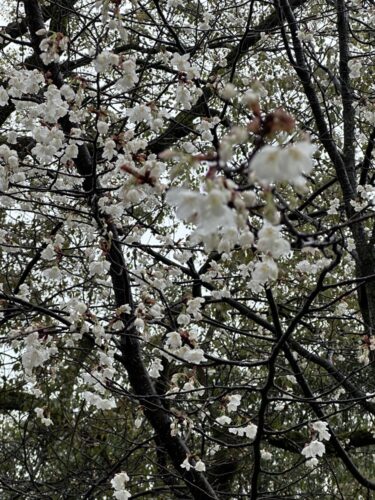 一番早咲きの桜の木が一段と！　　　　平和記念公園
