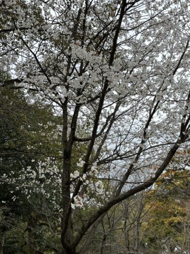 川沿いの桜も開花し始めました！　　　　平和公園