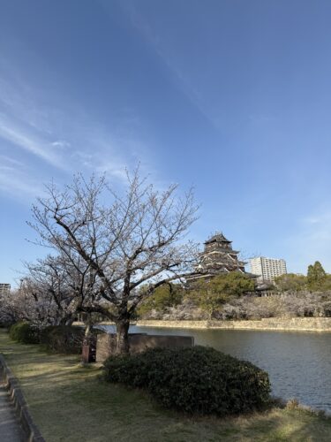 広島城の桜はまだもう少しのようです！　　　　広島城