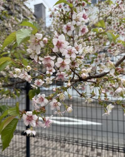 １２月末くらいに満開を迎えていたそうです！　　　　　光が丘山根公園