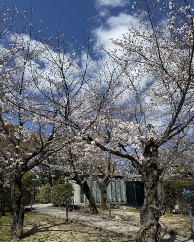 平和公園の桜も開花が進んでいます！　　　　平和公園