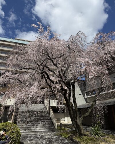 やはり晴天で見たほうが素晴らしい～！　　　　普門寺